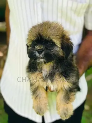 Shitzu Puppies