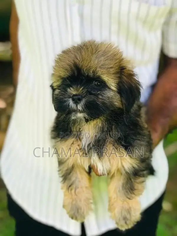 Shitzu Puppies