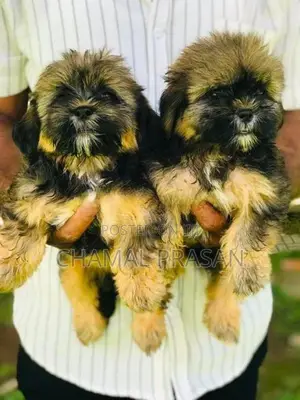 Shitzu Puppies