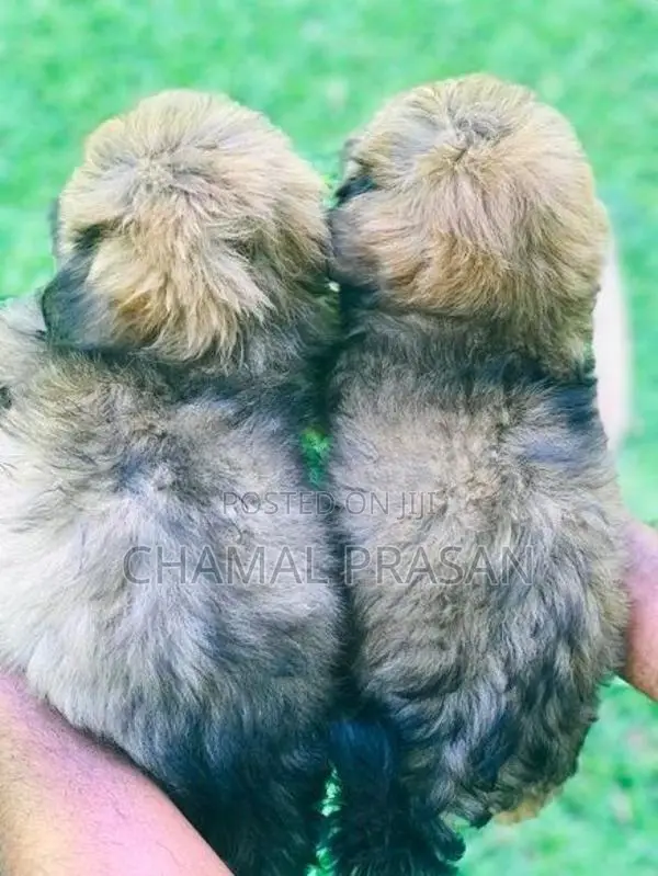 Shitzu Puppies