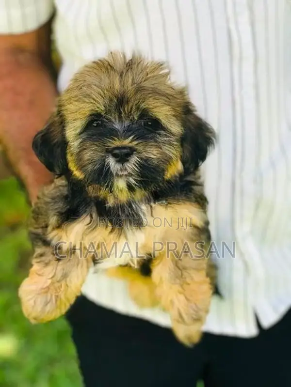 Shitzu Puppies