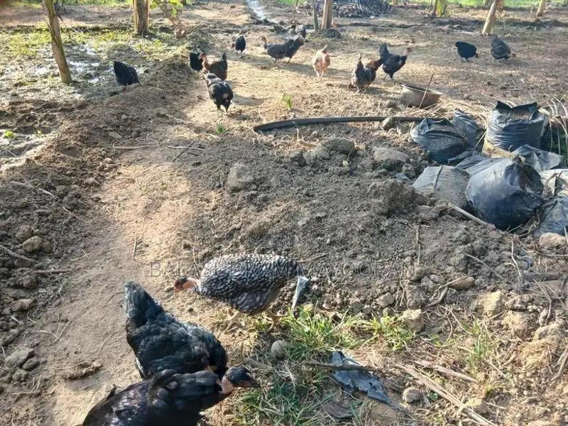 5 மாத ஊர்க்கோழிகள்