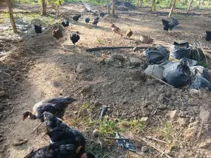 5 மாத ஊர்க்கோழிகள்