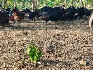 5 மாத ஊர்க்கோழிகள்