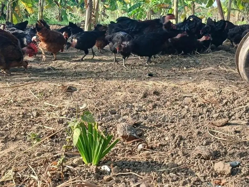 5 மாத ஊர்க்கோழிகள்