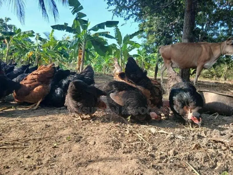 5 மாத ஊர்க்கோழிகள்