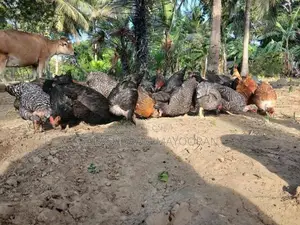 5 மாத ஊர்க்கோழிகள்