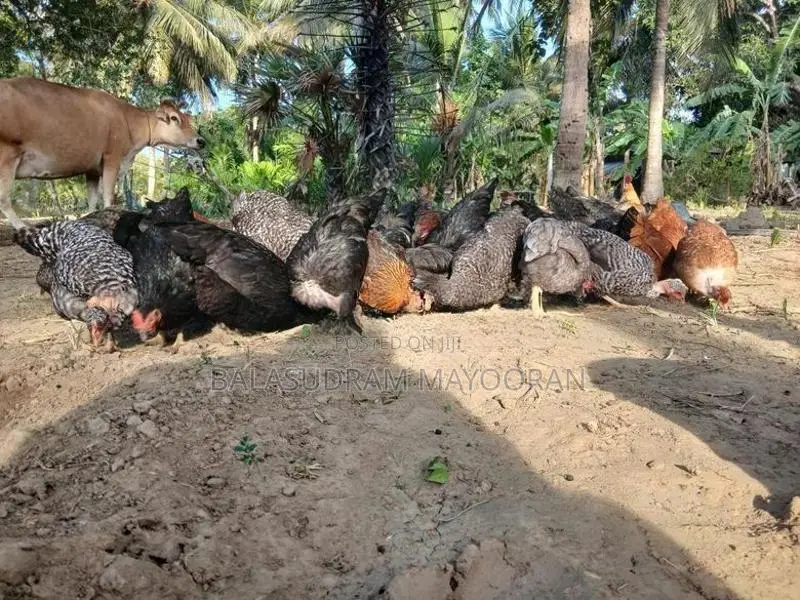 5 மாத ஊர்க்கோழிகள்