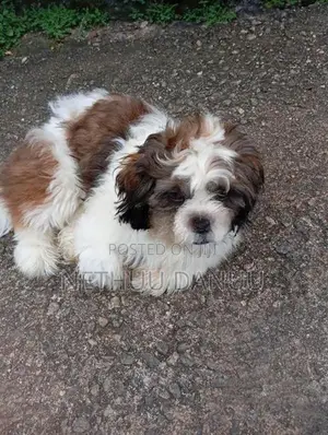 Shitzu Puppy