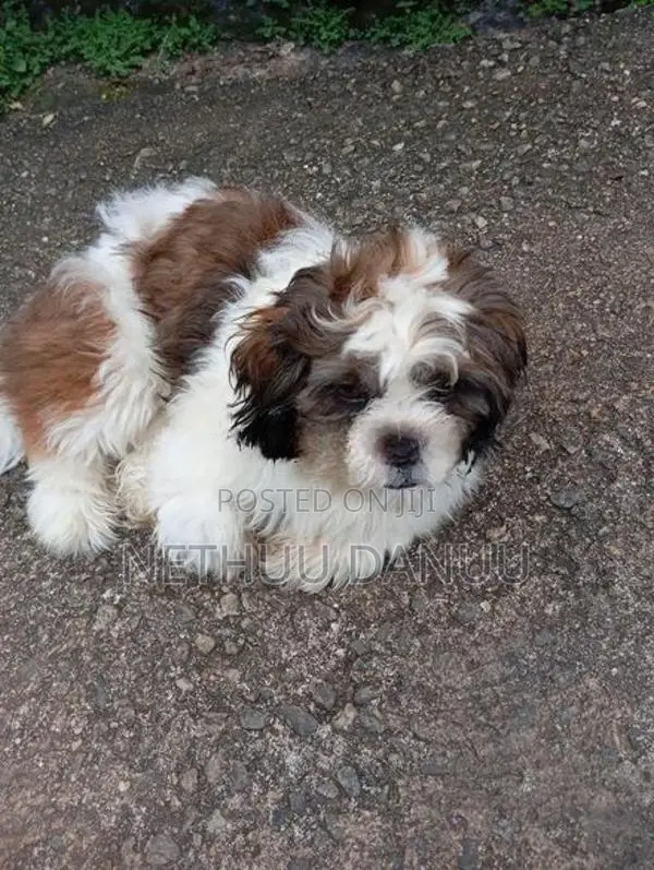 Shitzu Puppy