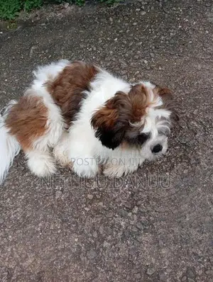 Shitzu Puppy