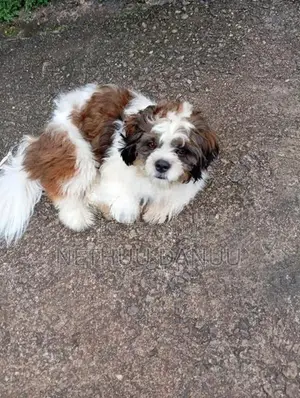 Shitzu Puppy