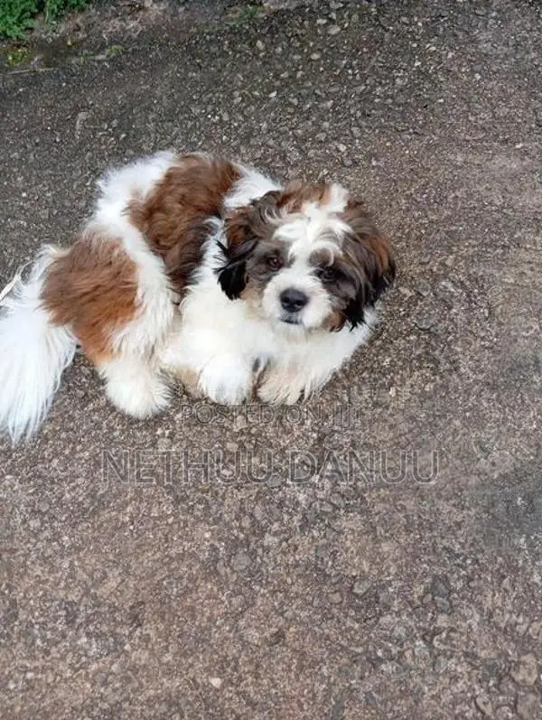 Shitzu Puppy