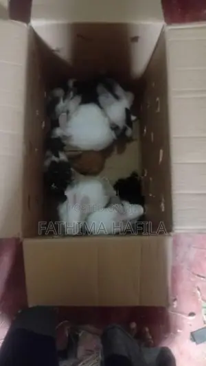 Rabbits