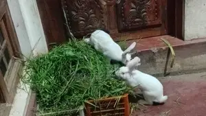 Rabbits