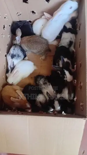 Rabbits