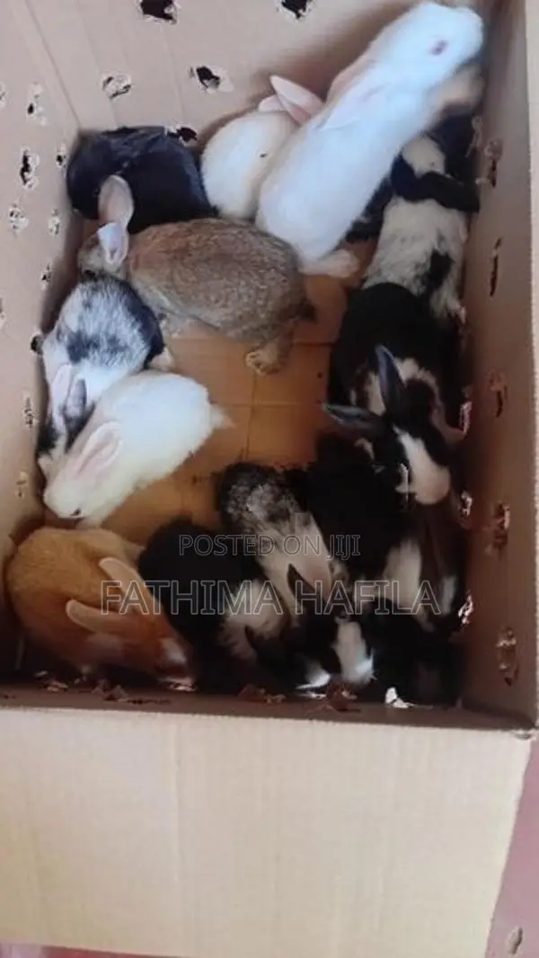 Rabbits