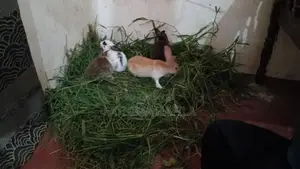 Rabbits