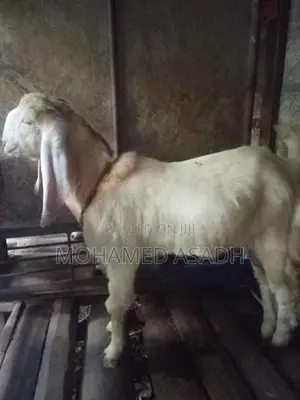 Goats