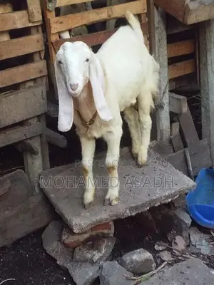 Goats