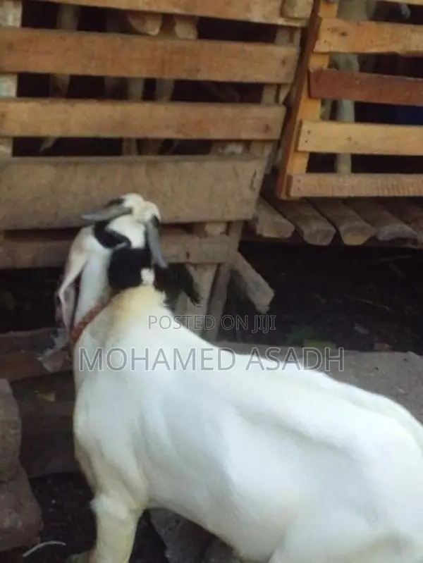 Goats