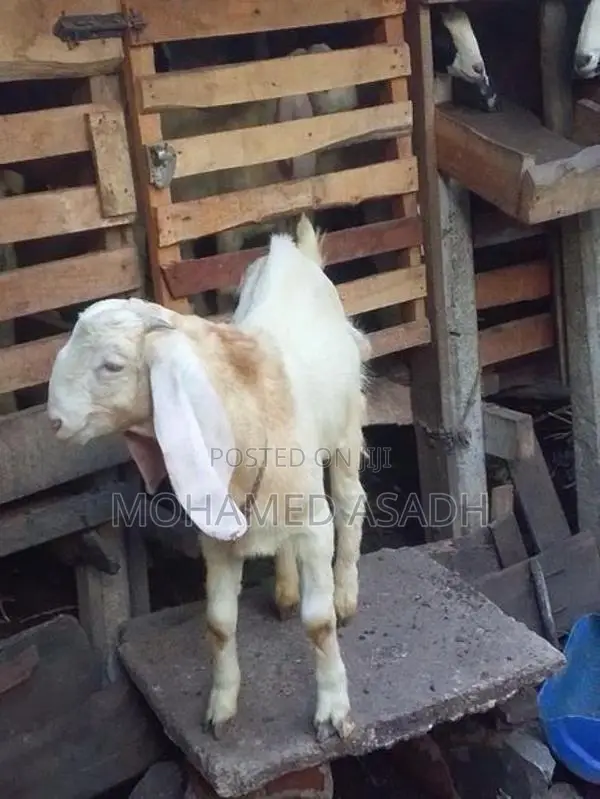 Goats