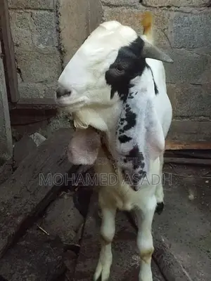 Goats