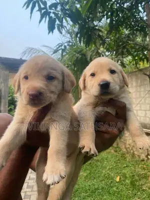 Labrador Puppies