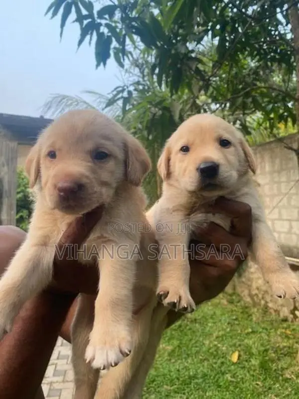 Labrador Puppies