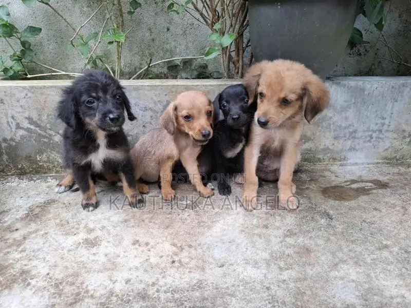 Puppies