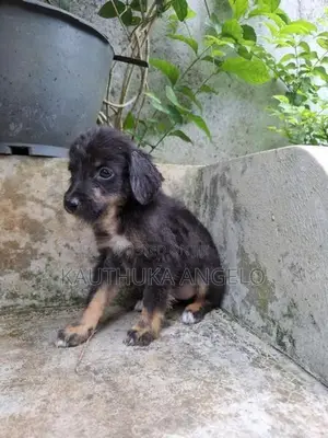 Puppies