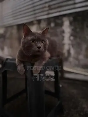 British Short Hair Cat