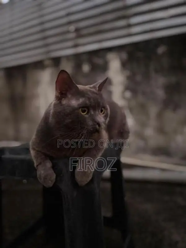 British Short Hair Cat