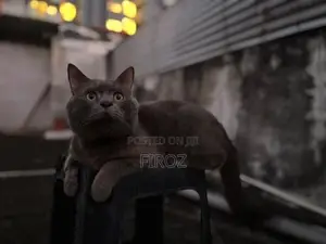 British Short Hair Cat