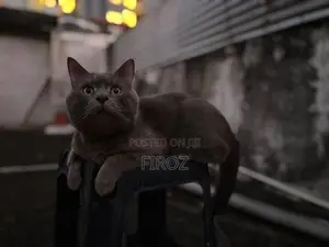 British Short Hair Cat