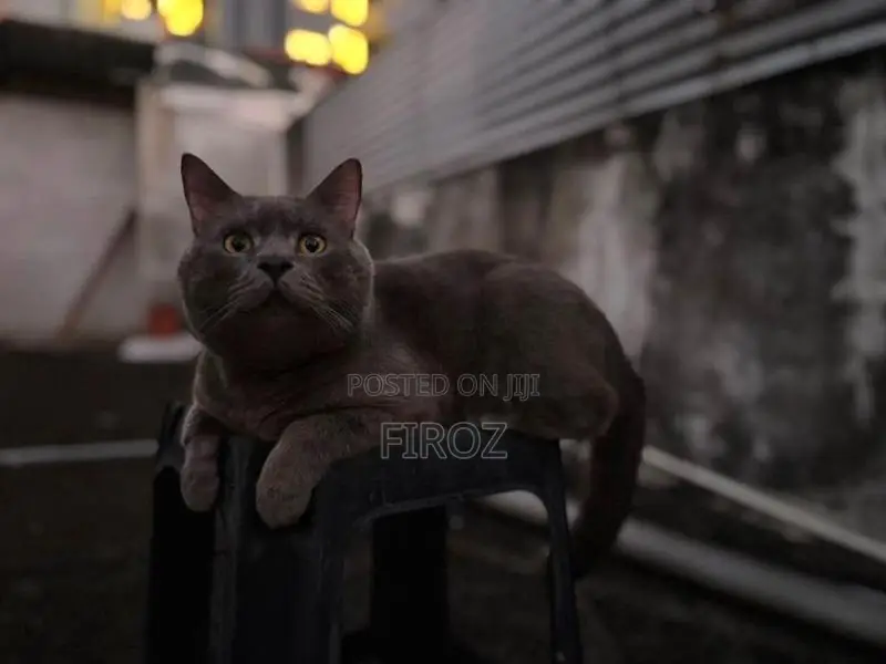 British Short Hair Cat