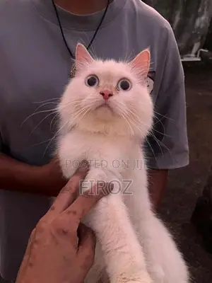 Persian Female Cat
