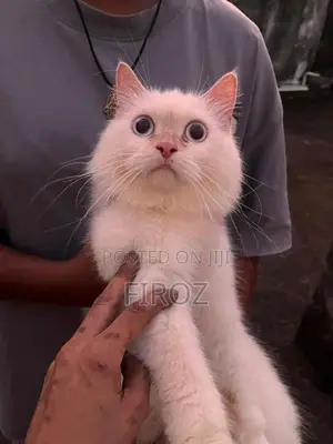 Persian Female Cat