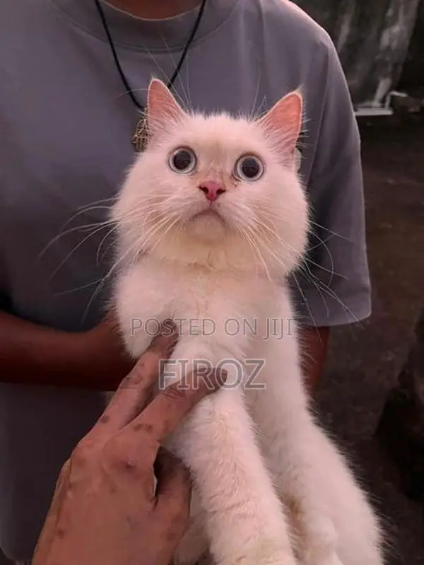 Persian Female Cat