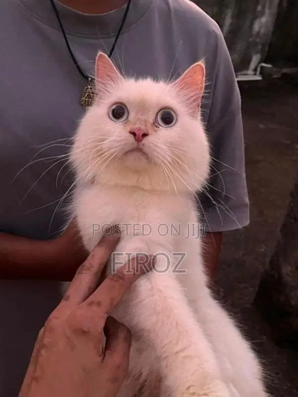 Persian Female Cat