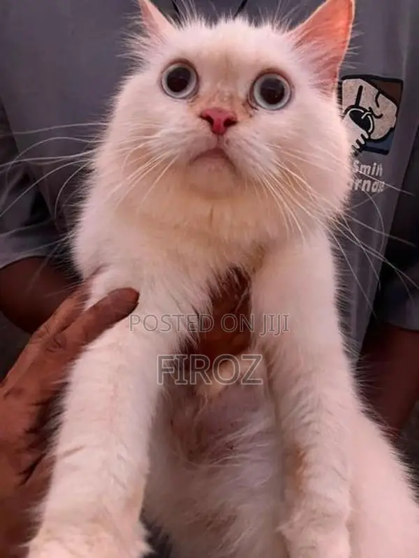Persian Female Cat