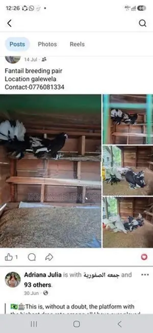Fantail Breeding Pair