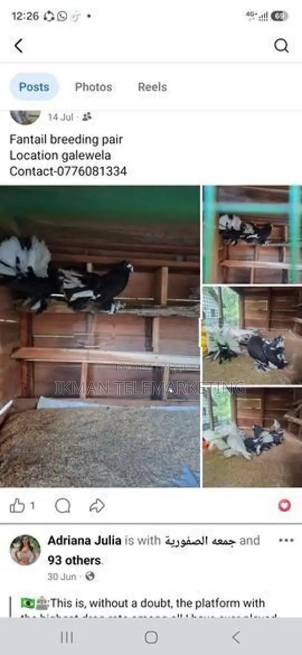 Fantail Breeding Pair