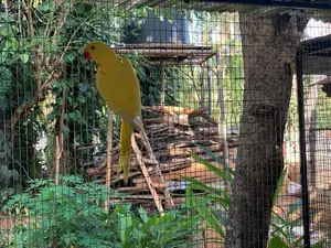 Yellow Parrot Pair