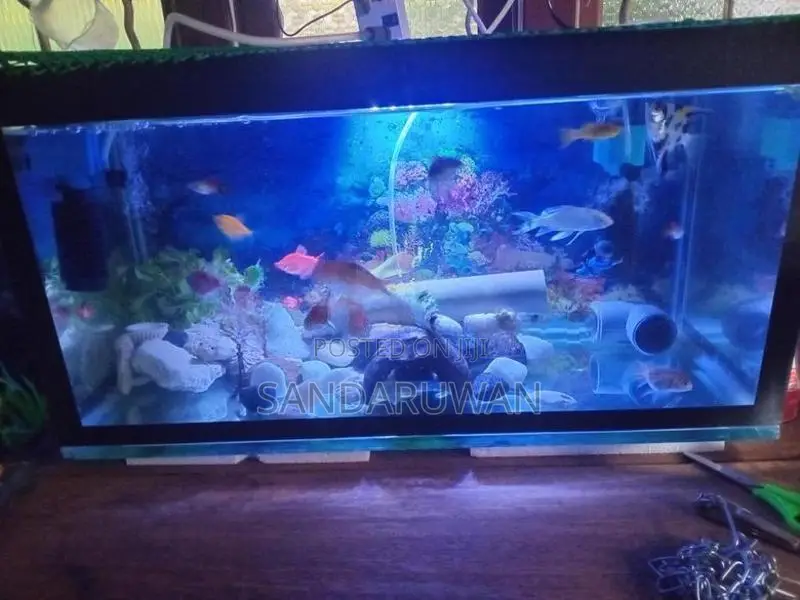 Fishes with Fish Tank