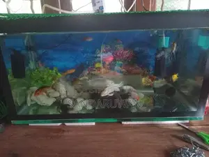 Fishes with Fish Tank