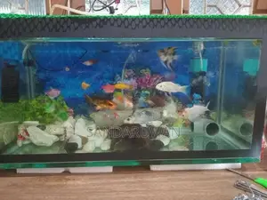 Fishes with Fish Tank