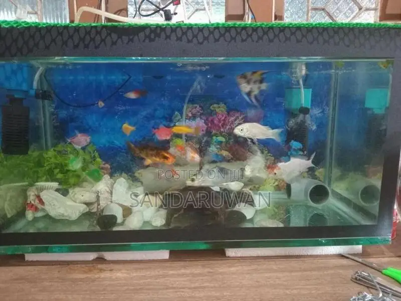 Fishes with Fish Tank