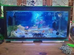 Fishes with Fish Tank
