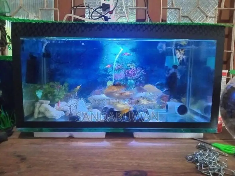 Fishes with Fish Tank